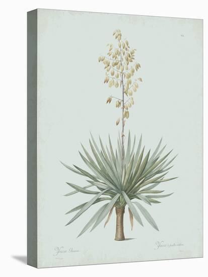 Yucca Gloriosa - Celadon-Pierre Joseph Redoute-Stretched Canvas