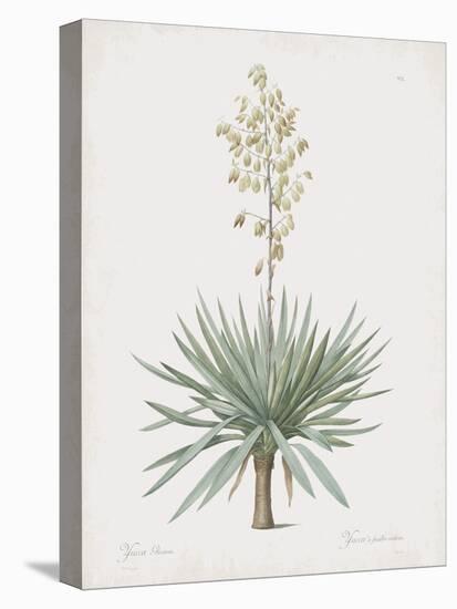 Yucca Gloriosa-Pierre Joseph Redoute-Stretched Canvas