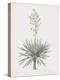 Yucca Gloriosa-Pierre Joseph Redoute-Stretched Canvas