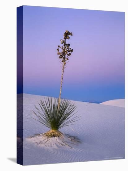 Yucca on Dunes at Dusk, Heart of the Dunes, White Sands National Monument, New Mexico, USA-Scott T^ Smith-Premier Image Canvas