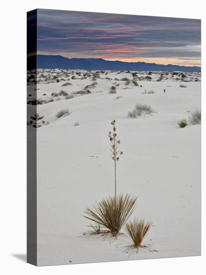 Yucca on the Dunes at Sunrise, White Sands National Monument, New Mexico, USA, North America-James Hager-Premier Image Canvas