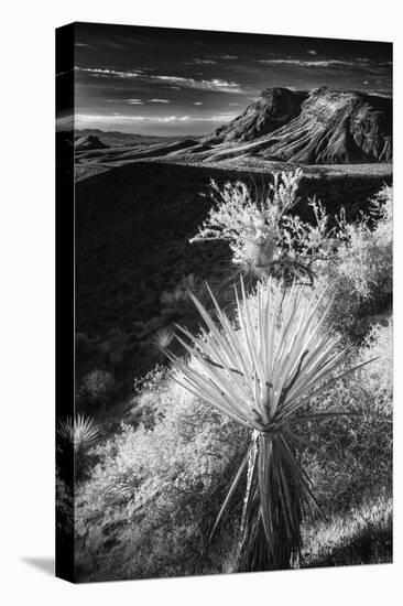 Yucca plant and desert landscape, Mojave Desert, California-Adam Jones-Premier Image Canvas