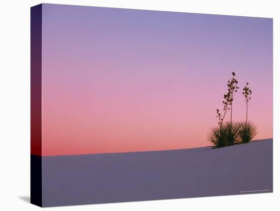 Yucca Plant, White Sands, New Mexico, USA-Dee Ann Pederson-Premier Image Canvas