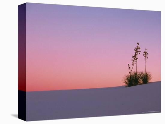 Yucca Plant, White Sands, New Mexico, USA-Dee Ann Pederson-Premier Image Canvas