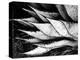 Yucca Spears, Baja, 1968 (gelatin silver print)-Brett Weston-Premier Image Canvas