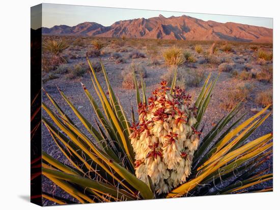 Yucca (Yucca schidigera) plant in desert and Virgin Mountains in background, Gold Butte National...-Panoramic Images-Premier Image Canvas