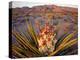 Yucca (Yucca schidigera) plant in desert and Virgin Mountains in background, Gold Butte National...-Panoramic Images-Premier Image Canvas