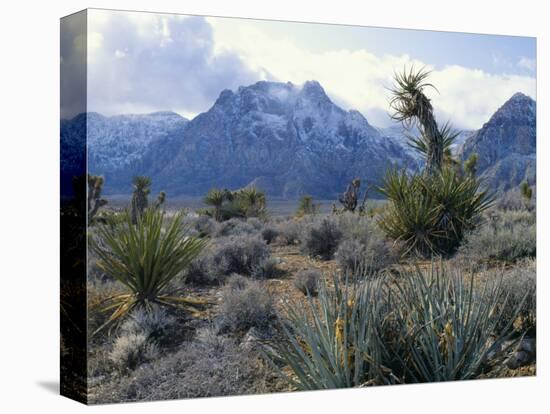 Yuccas Below Snow Covered Cliffs & Clearing Winter Storm, Red Rock Canyon, Nevada, USA-Scott T. Smith-Premier Image Canvas