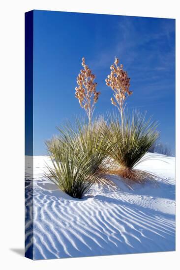 Yuccas & White Sand I-Douglas Taylor-Premier Image Canvas