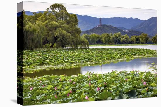 Yue Feng Pagoda Pink Lotus Pads Garden Reflection Summer Palace, Beijing, China-William Perry-Premier Image Canvas