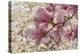 Yulan Magnolia blossoms, Cave Hill Cemetery, Louisville, Kentucky-Adam Jones-Premier Image Canvas