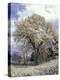 Yulan Magnolia Tree and Blossoms, Louisville, Kentucky, USA-Adam Jones-Premier Image Canvas