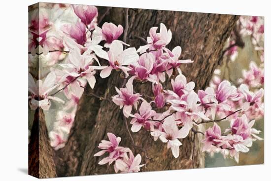 Yulan Magnolia Tree Blossoms, Louisville, Kentucky-Adam Jones-Premier Image Canvas