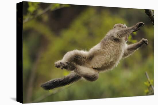 Yunnan Snub-Nosed Monkey (Rhinopithecus Bieti) Jumping from Tree to Tree-Staffan Widstrand-Premier Image Canvas