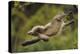 Yunnan Snub-Nosed Monkey (Rhinopithecus Bieti) Jumping from Tree to Tree-Staffan Widstrand-Premier Image Canvas