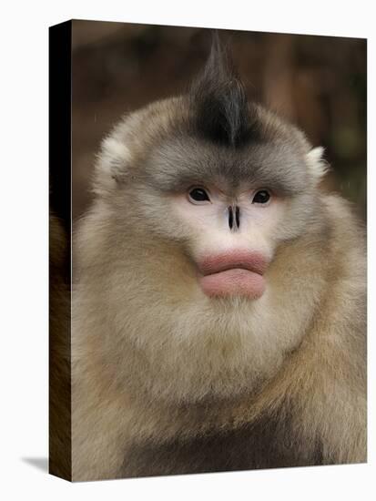 Yunnan Snub-Nosed Monkey,(Rhinopithecus Bieti) Portrait, Ta Chen Np, Yunnan Province, China-Staffan Widstrand-Premier Image Canvas