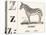 Z for Zebra, 1850 (Engraving)-Louis Simon (1810-1870) Lassalle-Premier Image Canvas