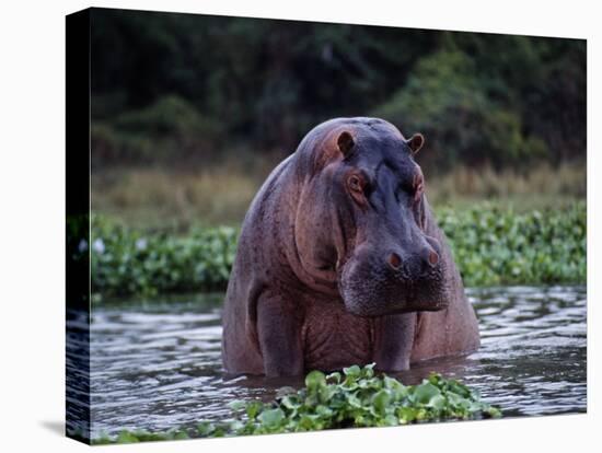 Zambezi River, Hippos Sitting in the Zambezi River, Zambia-John Warburton-lee-Premier Image Canvas