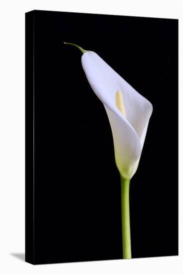 Zantedeschia Araceae Single Flower-Charles Bowman-Premier Image Canvas