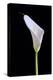 Zantedeschia Araceae Single Flower-Charles Bowman-Premier Image Canvas