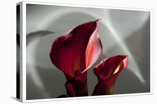 Zantedeschia - Red-Charles Bowman-Premier Image Canvas