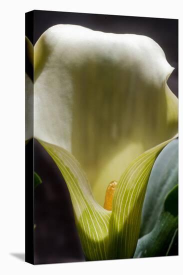 Zantedeschia White Flower II-Charles Bowman-Premier Image Canvas