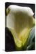 Zantedeschia White Flower II-Charles Bowman-Premier Image Canvas