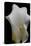 Zantedeschia White Flower III-Charles Bowman-Premier Image Canvas