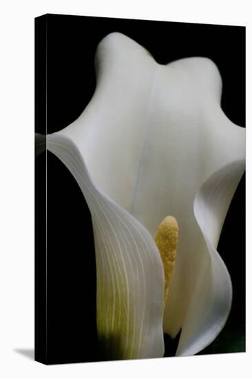 Zantedeschia White Flower III-Charles Bowman-Premier Image Canvas