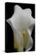 Zantedeschia White Flower III-Charles Bowman-Premier Image Canvas
