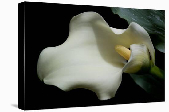 Zantedeschia White Flower V-Charles Bowman-Premier Image Canvas