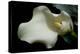 Zantedeschia White Flower V-Charles Bowman-Premier Image Canvas