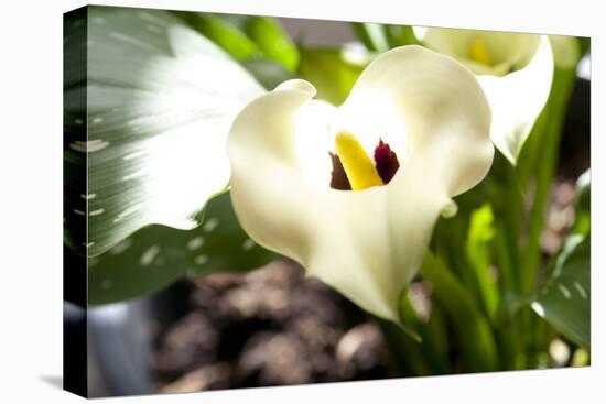 Zantedeschia White Flower-Charles Bowman-Premier Image Canvas