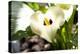 Zantedeschia White Flower-Charles Bowman-Premier Image Canvas