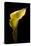 Zantedeschia Yellow III-Charles Bowman-Premier Image Canvas