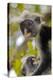 Zanzibar Red Colobus Monkeys-Tony Camacho-Premier Image Canvas