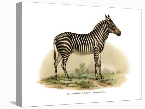 Zebra, 1860-null-Premier Image Canvas