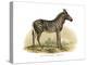 Zebra, 1860-null-Premier Image Canvas