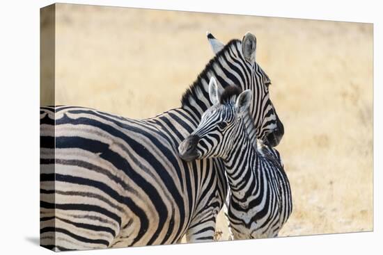 Zebra and Baby-Lantern Press-Stretched Canvas