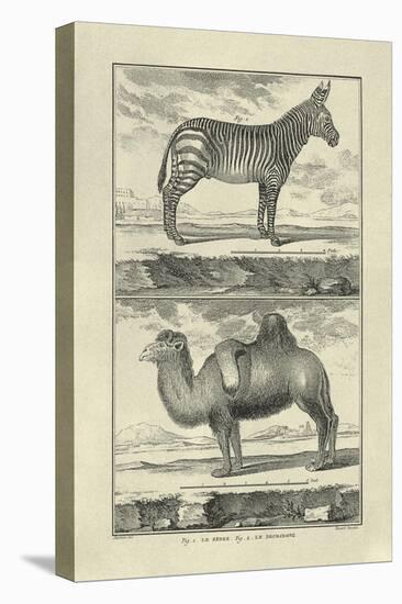Zebra and Camel-Denis Diderot-Stretched Canvas