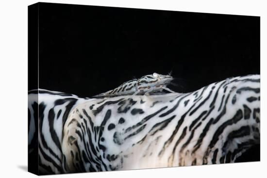 Zebra Anemonie Shrimp-Bernard Radvaner-Premier Image Canvas