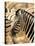 Zebra at Namutoni Resort, Namibia-Joe Restuccia III-Premier Image Canvas