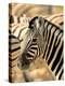 Zebra at Namutoni Resort, Namibia-Joe Restuccia III-Premier Image Canvas