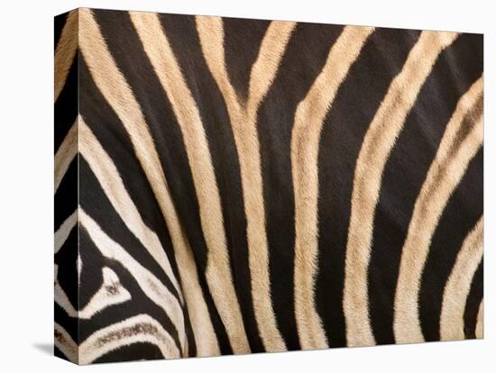 Zebra, Australia-David Wall-Premier Image Canvas