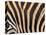 Zebra, Australia-David Wall-Premier Image Canvas