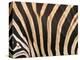 Zebra, Australia-David Wall-Premier Image Canvas