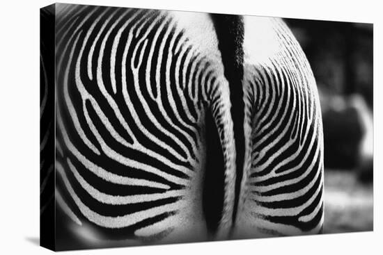 Zebra Butt-null-Premier Image Canvas