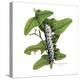 Zebra Caterpillar-Tim Knepp-Premier Image Canvas
