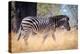 Zebra, Chobe National Park, Botswana, Africa-Karen Deakin-Premier Image Canvas