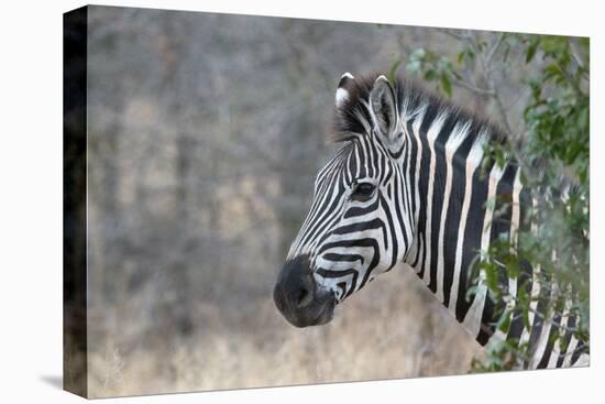 Zebra (Equus Burchelli), Kruger National Park, South-Africa, 2018 (Photo)-null-Premier Image Canvas